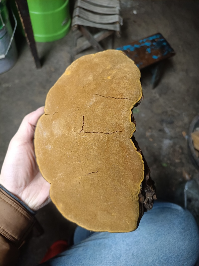 桑黄菌类