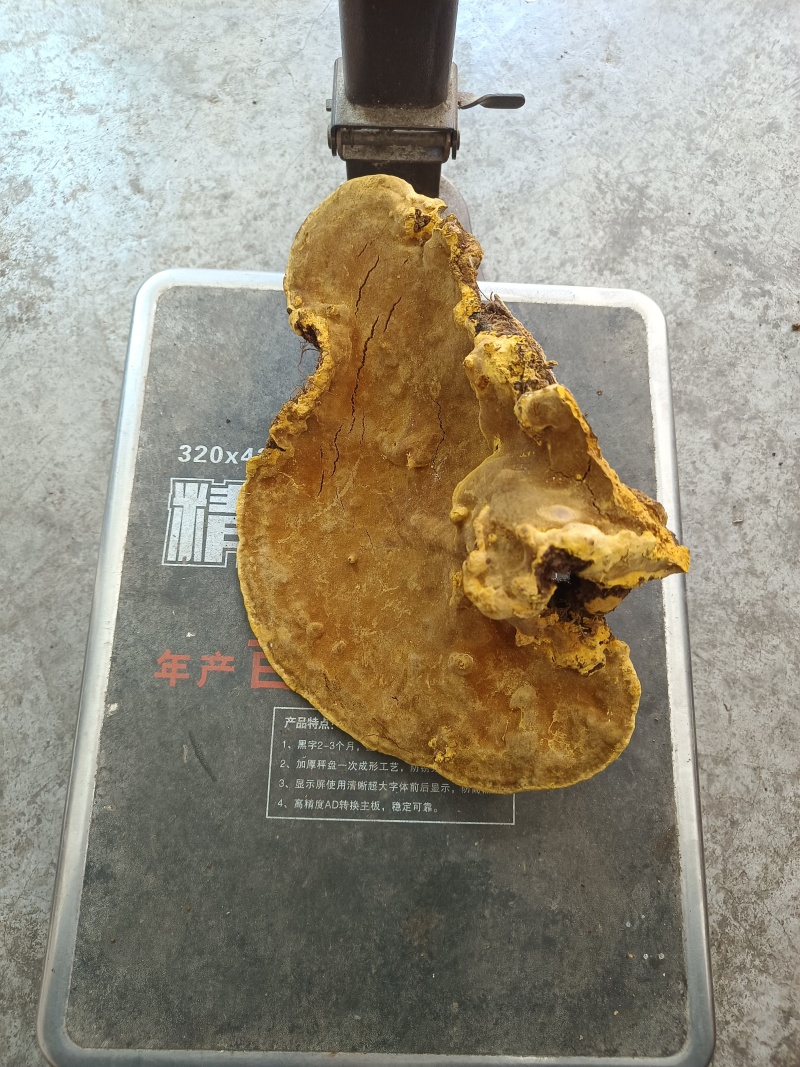 桑树桑黄整块灵芝高海拔地区精品好货，适合各类人群