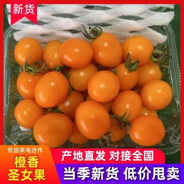 寿光当季新鲜黄金辉煌橙香圣女果爆浆甜蜜基地直供特惠批发