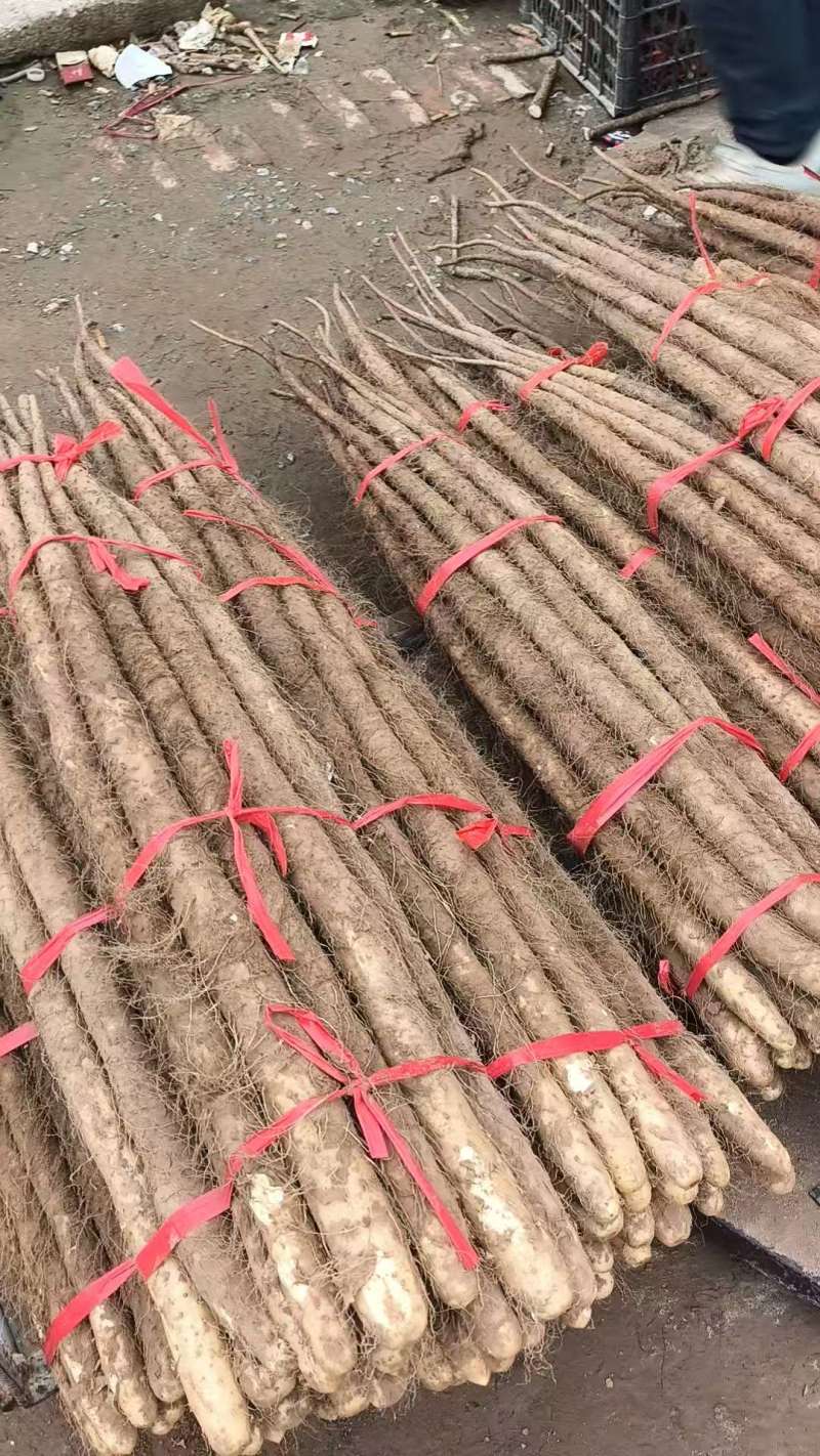 【热卖】精品山药九斤黄山药新鲜现挖品质保障可视频看货