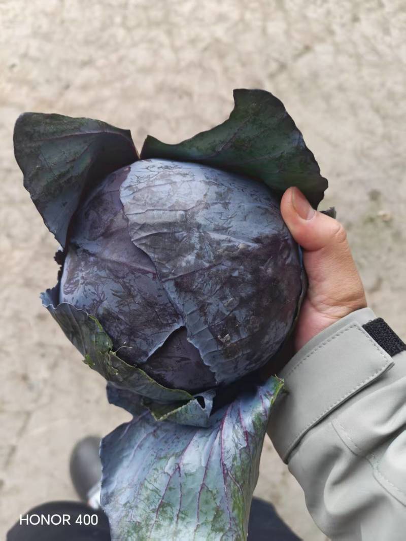 河北甘蓝包菜，紫甘蓝大量有货支持视频看货欢迎来电