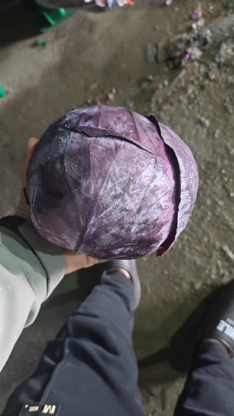 河北甘蓝包菜，紫甘蓝大量有货支持视频看货欢迎来电