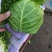河北甘蓝包菜，紫甘蓝大量有货支持视频看货欢迎来电