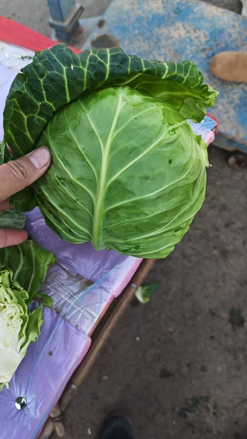 河北甘蓝包菜，紫甘蓝大量有货支持视频看货欢迎来电