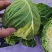 河北甘蓝包菜，紫甘蓝大量有货支持视频看货欢迎来电