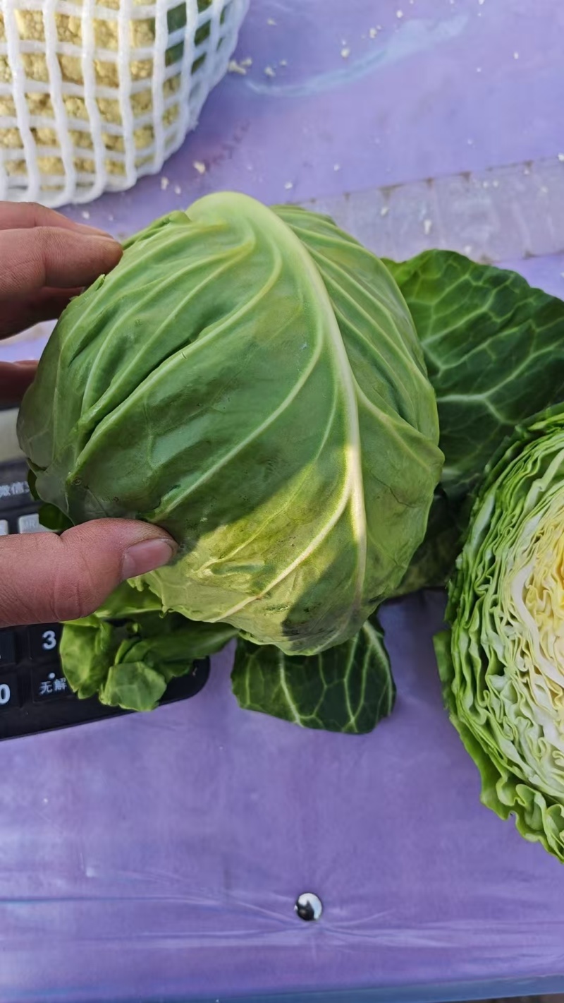 河北甘蓝包菜，紫甘蓝大量有货支持视频看货欢迎来电