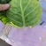河北甘蓝包菜，紫甘蓝大量有货支持视频看货欢迎来电