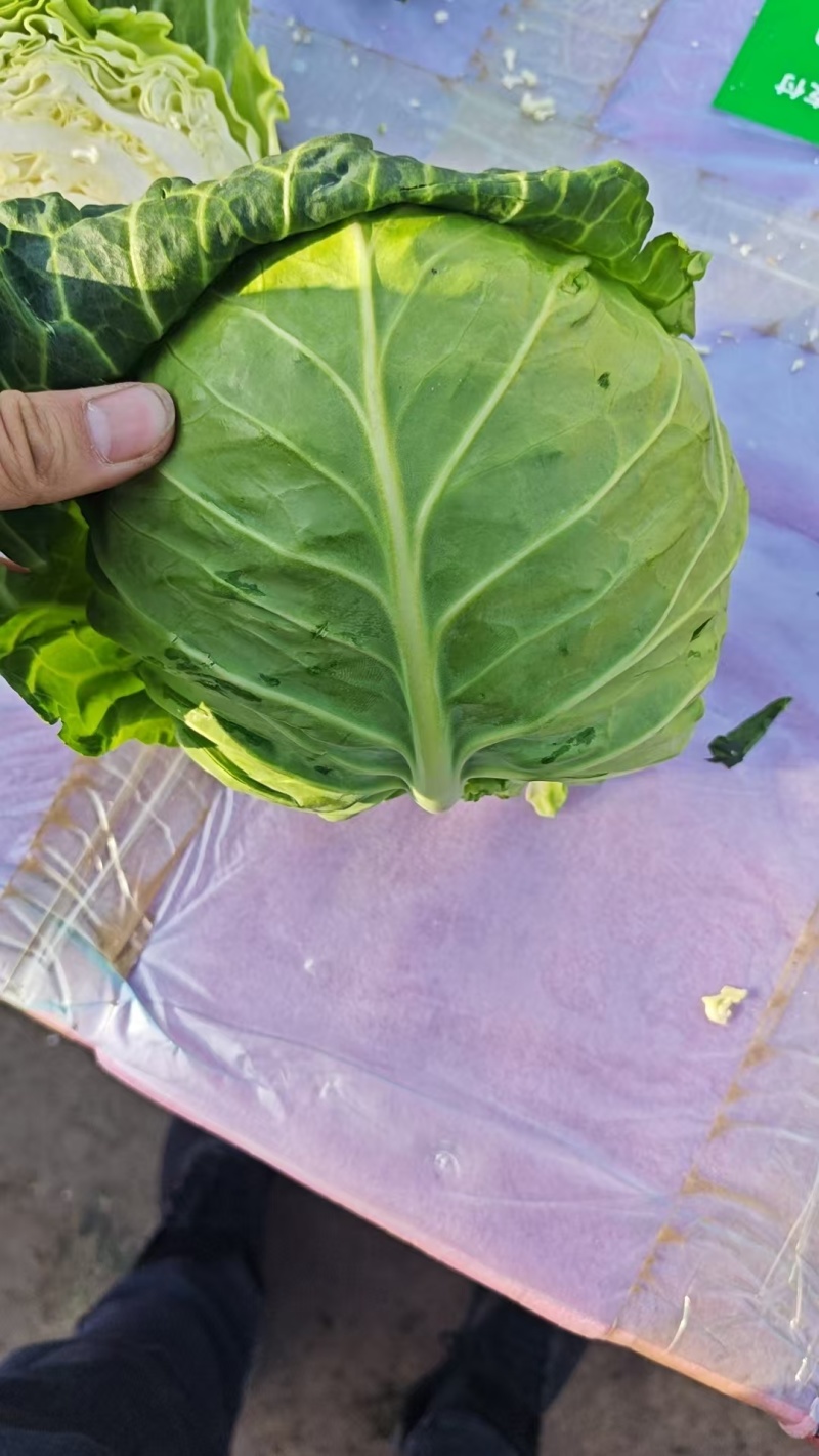 河北甘蓝包菜，紫甘蓝大量有货支持视频看货欢迎来电