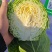 河北甘蓝包菜，紫甘蓝大量有货支持视频看货欢迎来电