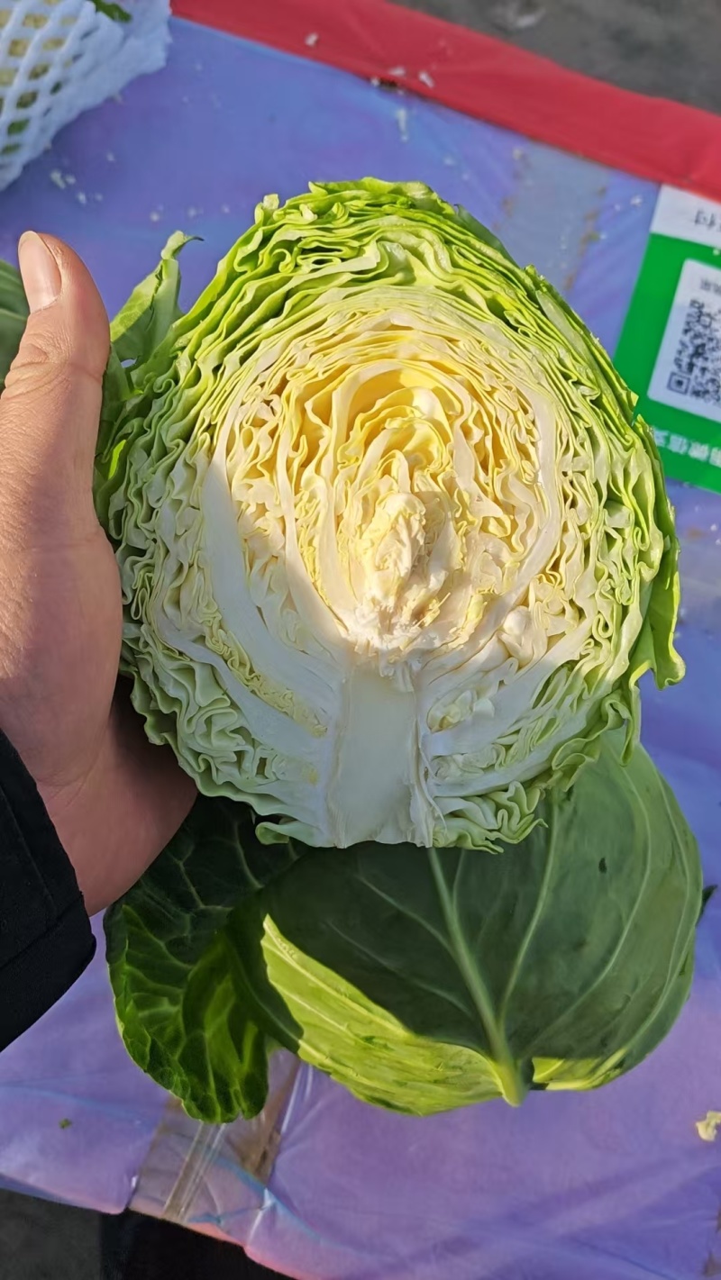 河北甘蓝包菜，紫甘蓝大量有货支持视频看货欢迎来电