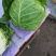 河北甘蓝包菜，紫甘蓝大量有货支持视频看货欢迎来电