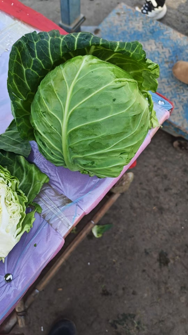 河北甘蓝包菜，紫甘蓝大量有货支持视频看货欢迎来电