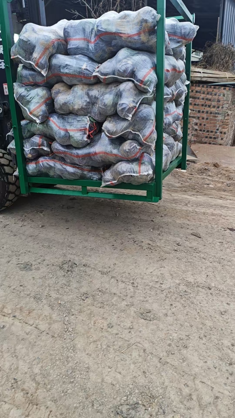 河北甘蓝包菜，紫甘蓝大量有货支持视频看货欢迎来电
