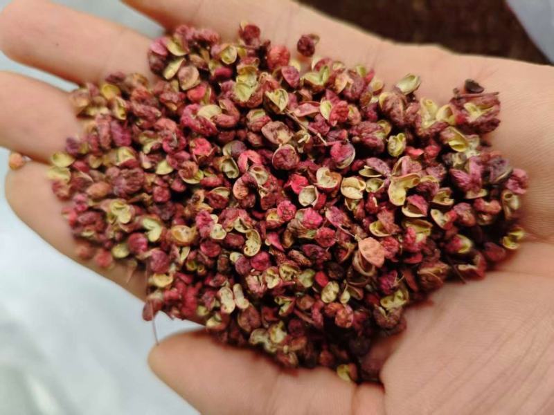甘肃精品红花椒，大量上市，常年供货，品质保证，欢迎咨询