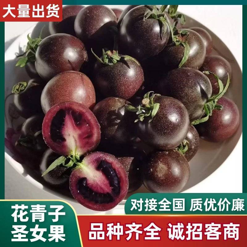 寿光花青子圣女果墨明珠稀有黑柿爆甜微酸基地现摘