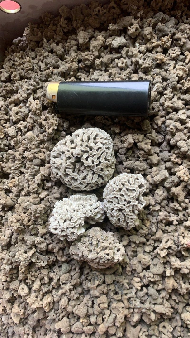 海浮石花大花现货产地直销量大从优欢迎采购