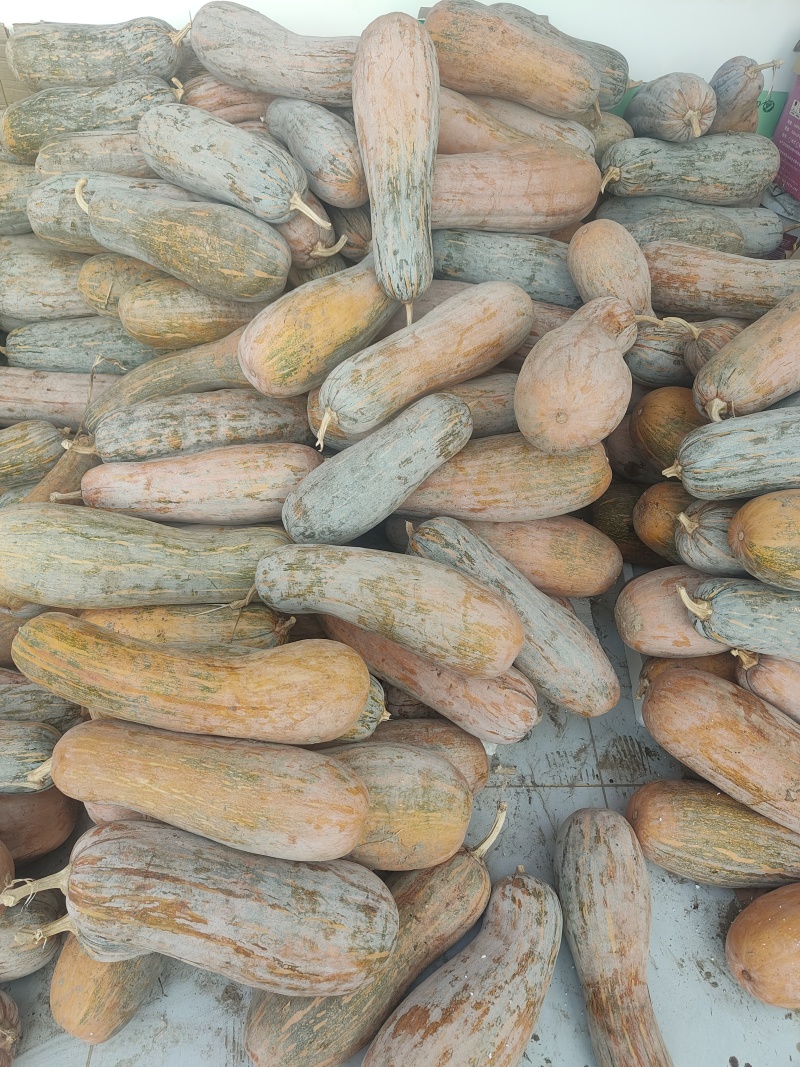 蜜本南瓜，超好吃，适合熬粥，蒸馒头，直接蒸
