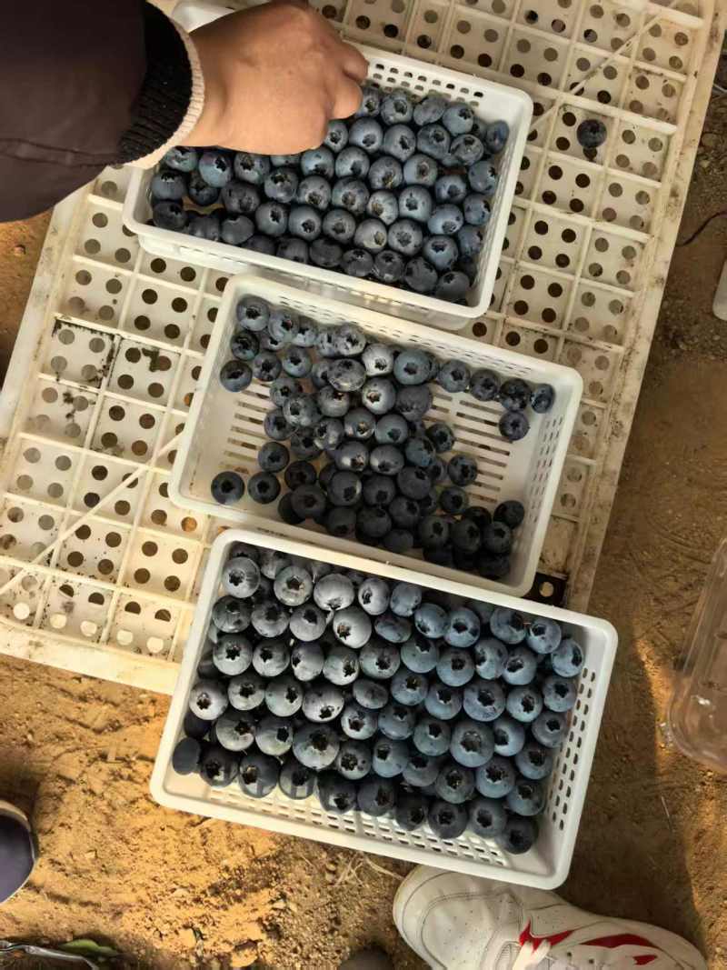 蓝莓L25F611等蓝莓大量有货基地直供品质优新鲜现摘