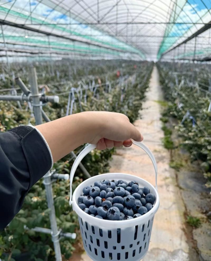 蓝莓L25F611等蓝莓大量有货基地直供品质优新鲜现摘