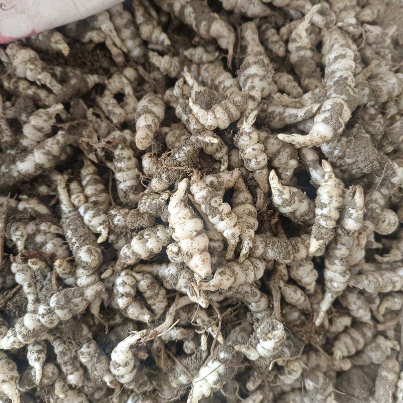 螺丝菜玉环