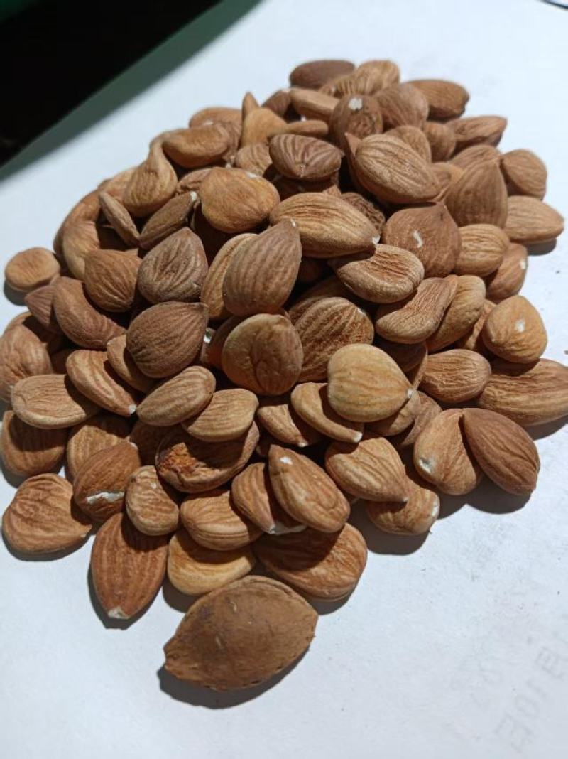 甘肃杏仁，新货上市，颗粒饱满，产地直发