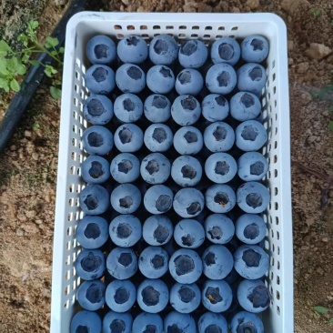 山东蓝莓F6,L25等大量有货基地直供品质优可视频看货