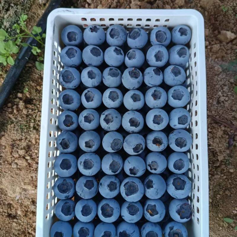 山东蓝莓F6,L25等大量有货基地直供品质优可视频看货