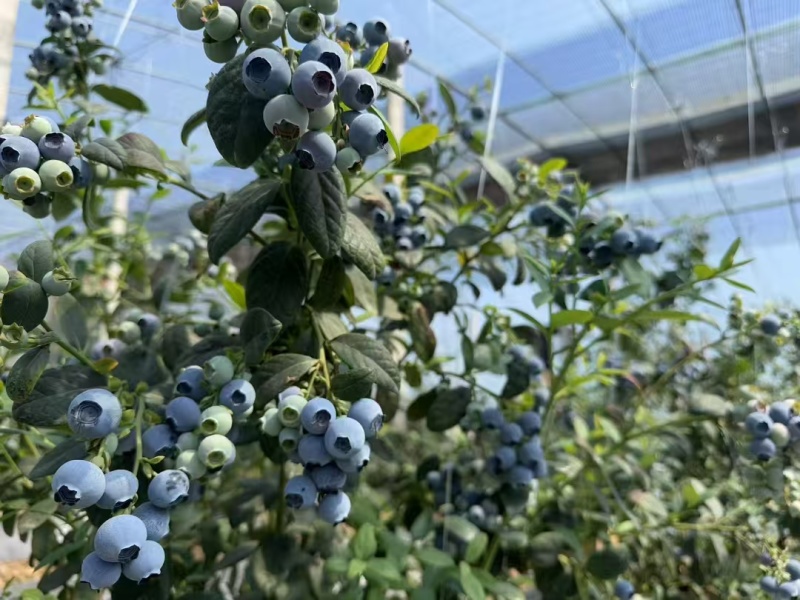 山东蓝莓F6,L25等大量有货基地直供品质优可视频看货
