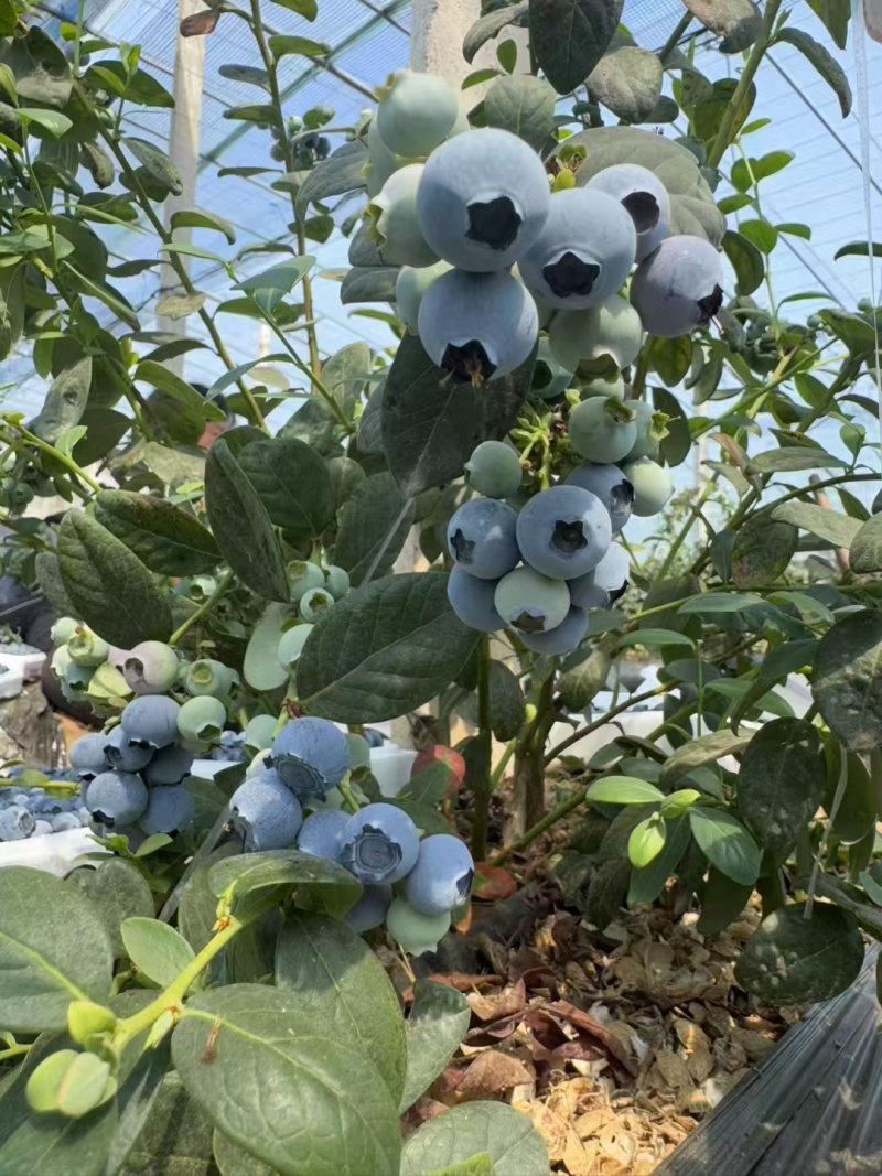 山东蓝莓F6,L25等大量有货基地直供品质优可视频看货