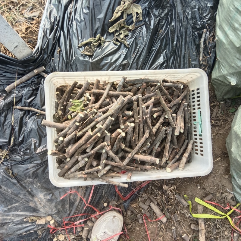 新鲜无花果枝条