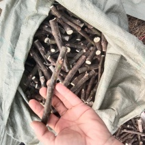 新鲜无花果枝条