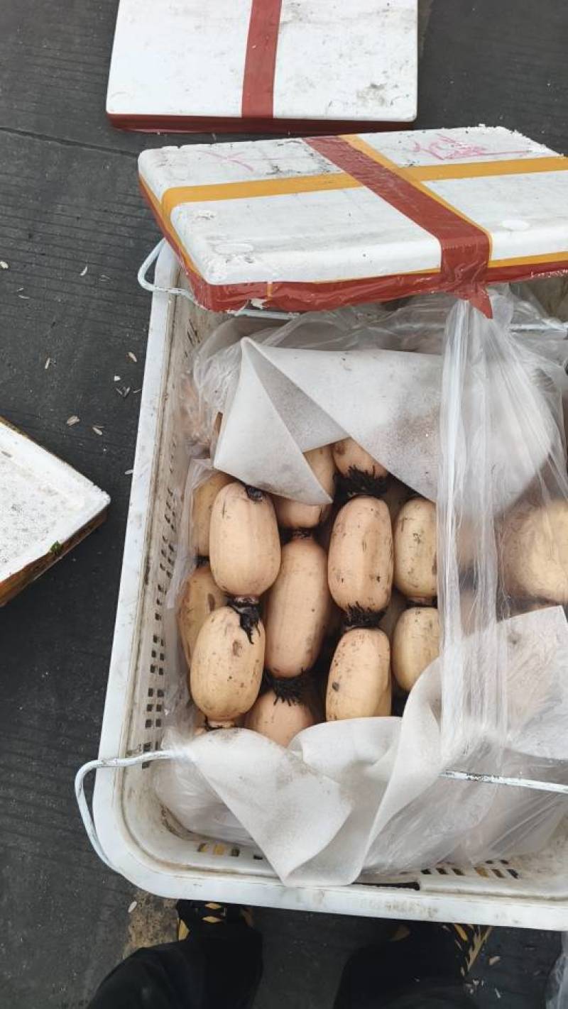 精品莲藕，产地发货，包加工