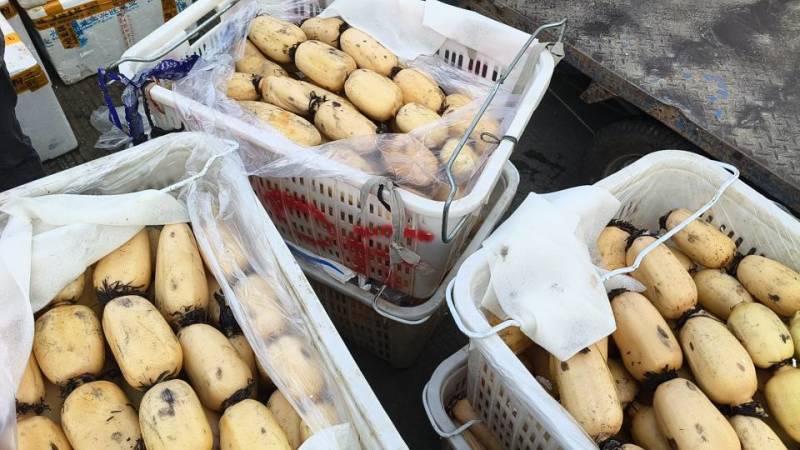 精品莲藕，产地发货，包加工
