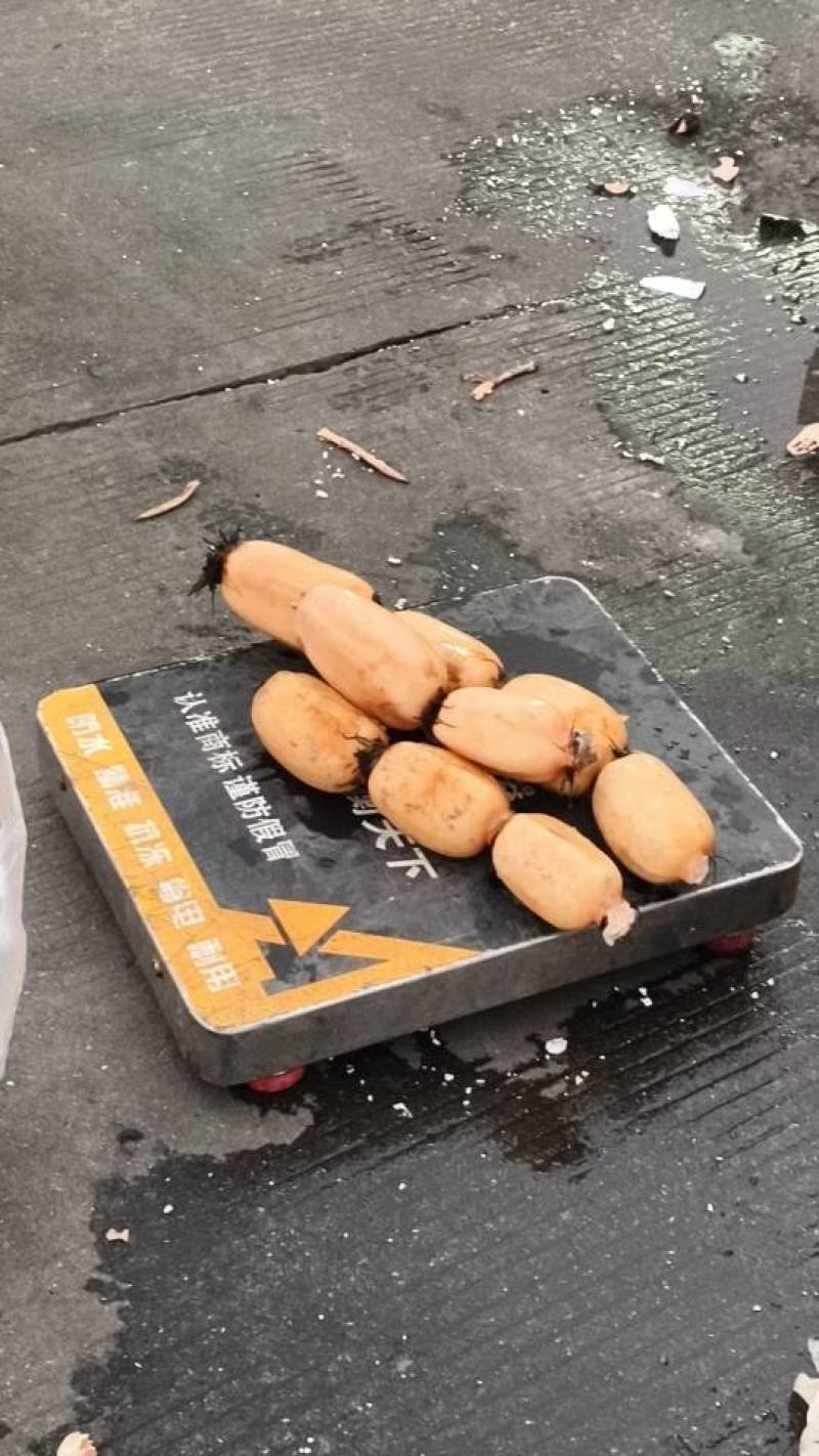 精品莲藕，产地发货，包加工