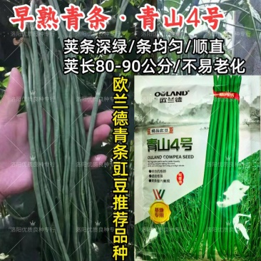 青山4号青条豇豆种子欧兰德早熟深绿条耐热夏秋豇豆长豆角种