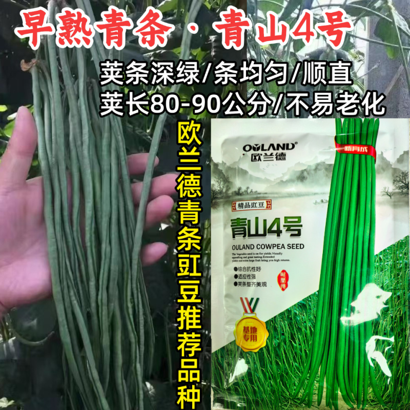 青山4号青条豇豆种子欧兰德早熟深绿条耐热夏秋豇豆长豆角种