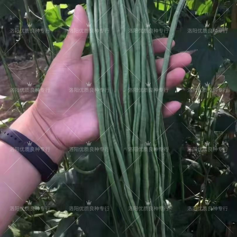青山4号青条豇豆种子欧兰德早熟深绿条耐热夏秋豇豆长豆角种
