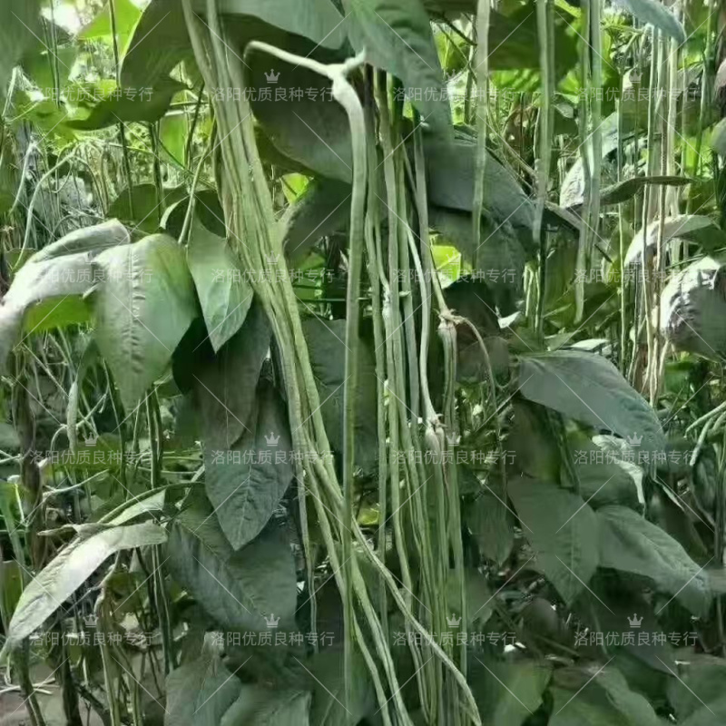 青山4号青条豇豆种子欧兰德早熟深绿条耐热夏秋豇豆长豆角种