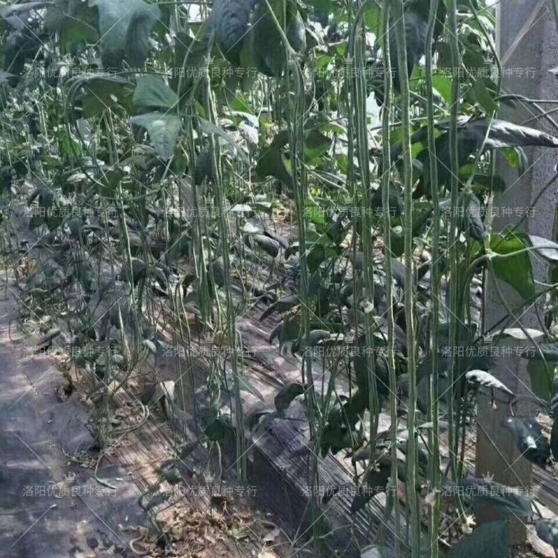 青山4号青条豇豆种子欧兰德早熟深绿条耐热夏秋豇豆长豆角种