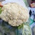 邯郸花菜实花菜脆嫩爽口大量上市欢迎来电咨询