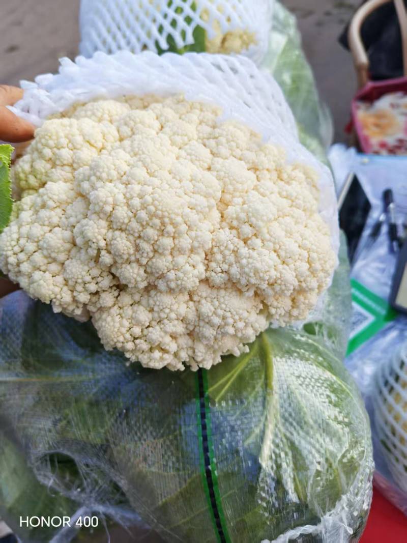 邯郸花菜实花菜脆嫩爽口大量上市欢迎来电咨询