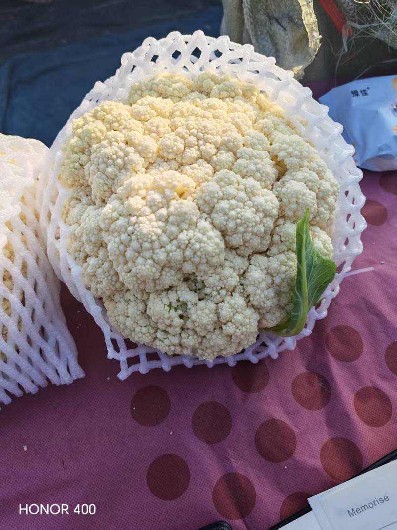 邯郸花菜实花菜脆嫩爽口大量上市欢迎来电咨询