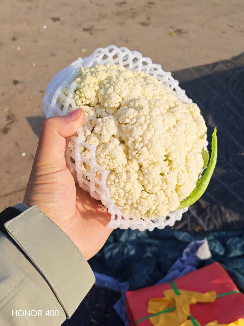 邯郸花菜实花菜脆嫩爽口大量上市欢迎来电咨询