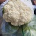 邯郸花菜实花菜脆嫩爽口大量上市欢迎来电咨询