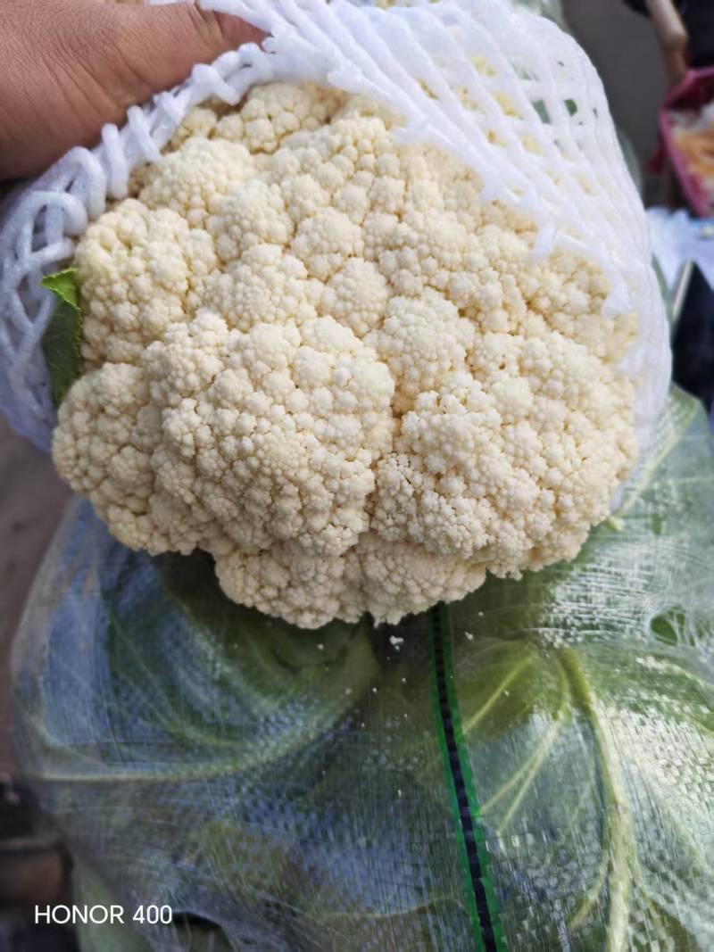 邯郸花菜实花菜脆嫩爽口大量上市欢迎来电咨询