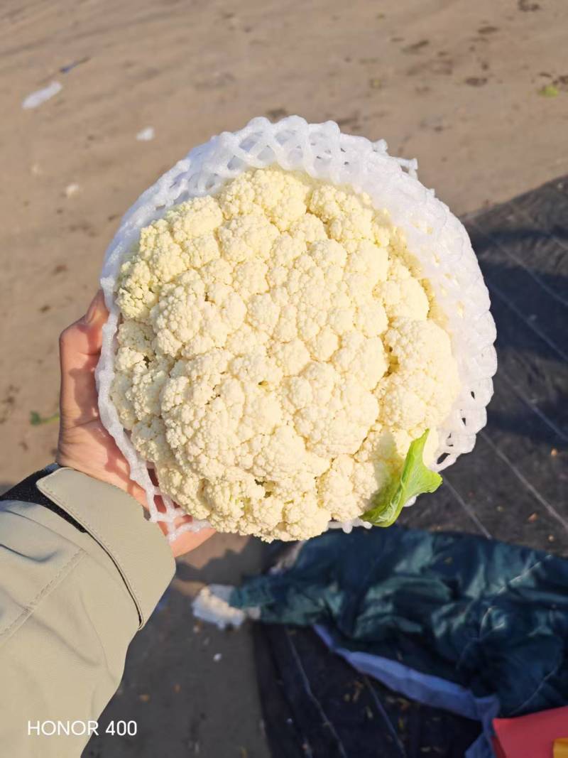 邯郸花菜实花菜脆嫩爽口大量上市欢迎来电咨询