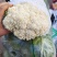 邯郸花菜实花菜脆嫩爽口大量上市欢迎来电咨询