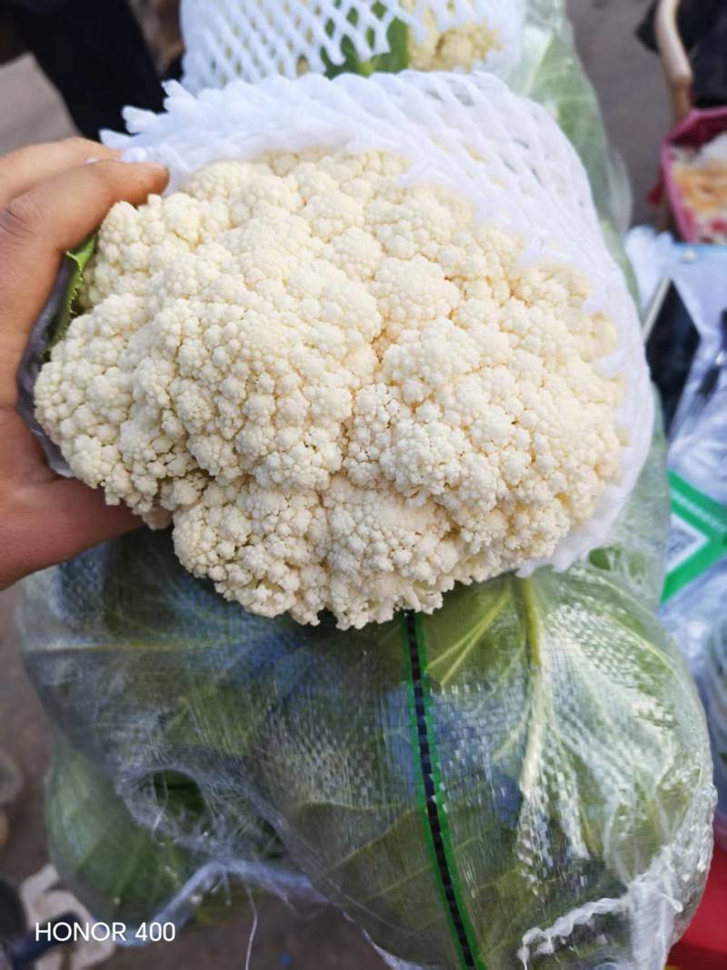 邯郸花菜实花菜脆嫩爽口大量上市欢迎来电咨询
