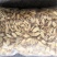 黄芪指甲片8-10规格品质保证服务周到产地直销