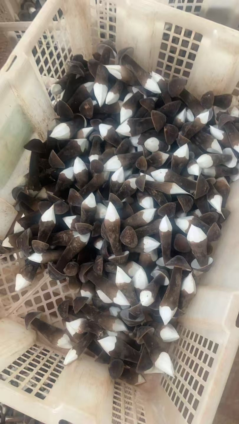 黑皮鸡枞种植基地，质量好价格实惠